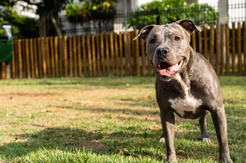 Brown-pitt-bull